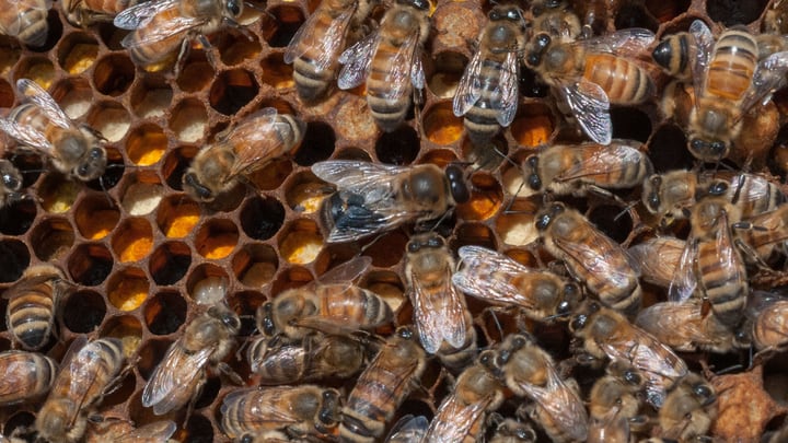 difficult to spot queen bee