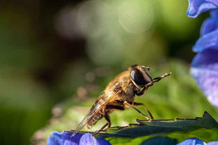 dirty bee cleaning itself using front legs