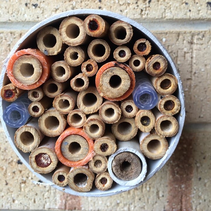 diy bee hotel