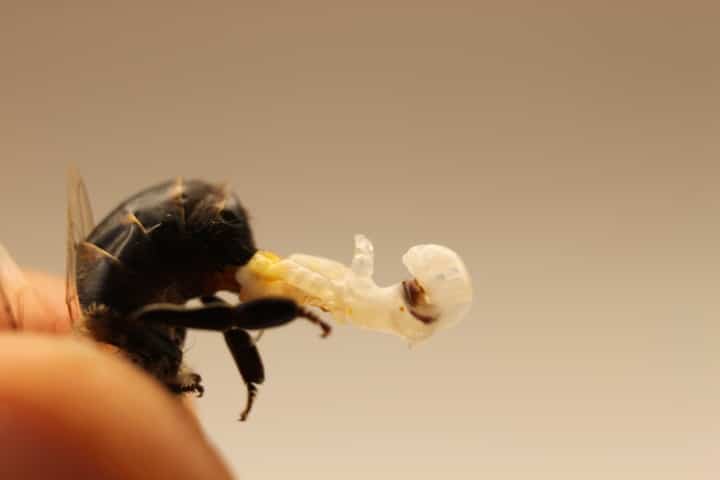 drone bee genitals