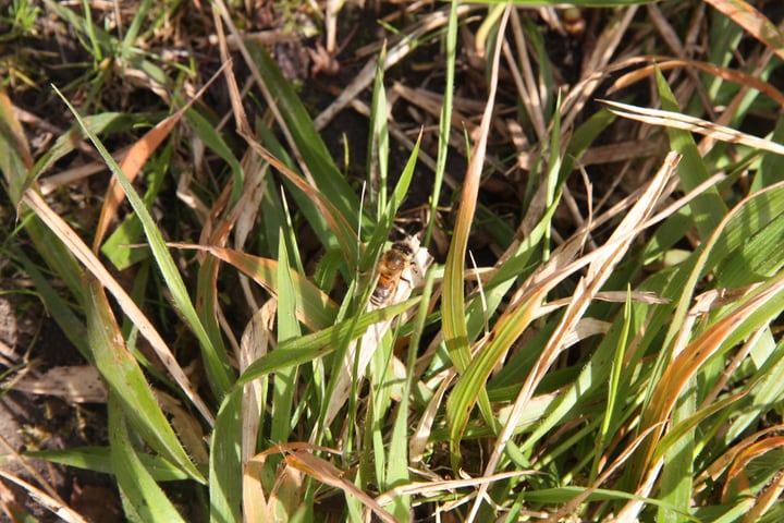 drone bee on grass