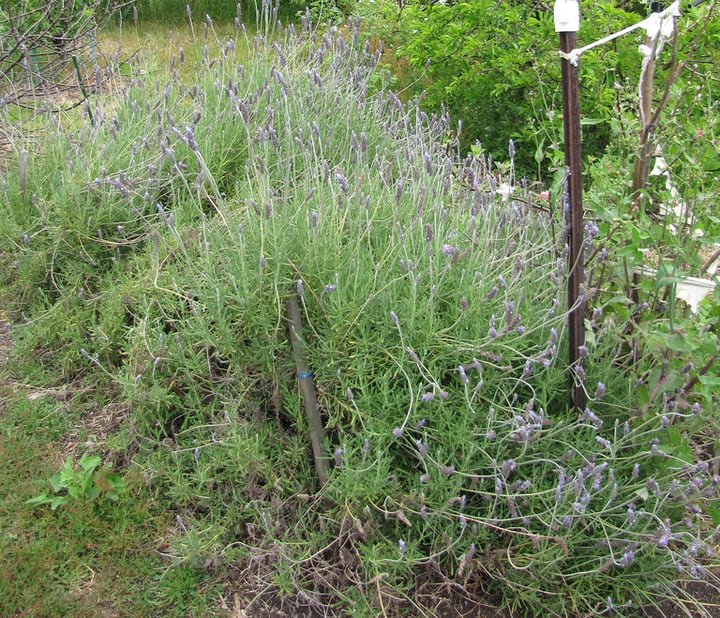 13 Lavender Plant Types & How to Grow Wild Scented Lavender