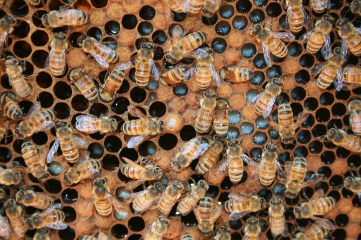 egg larva pupa adult bees in one honeycomb