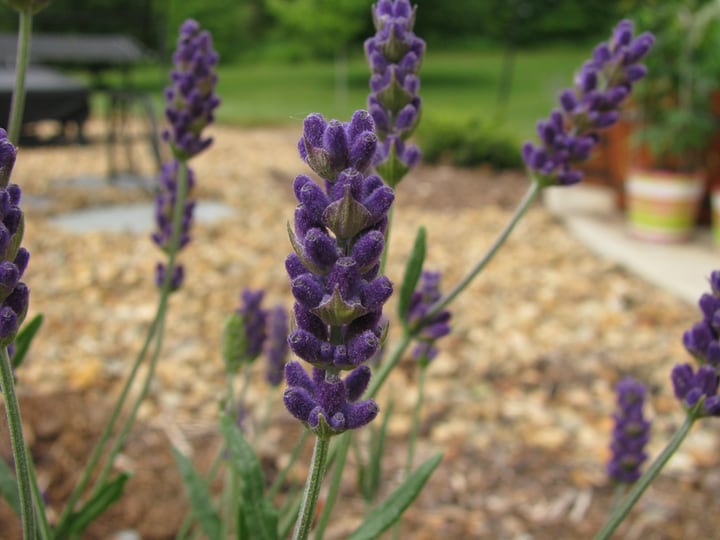 english lavender hidcote plant