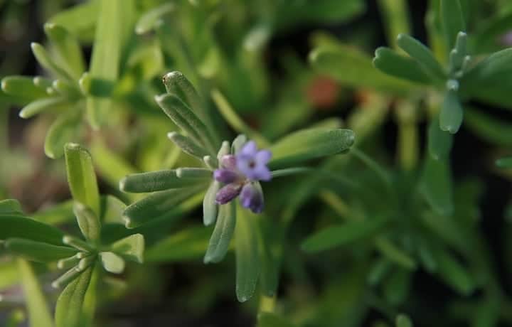 english lavender jean davis plant
