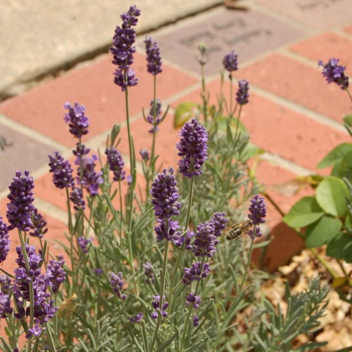 english lavender lavenite petite plant