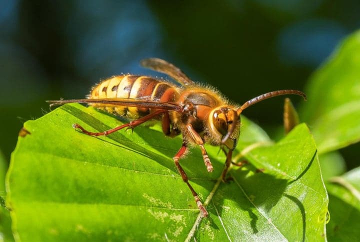 european hornet