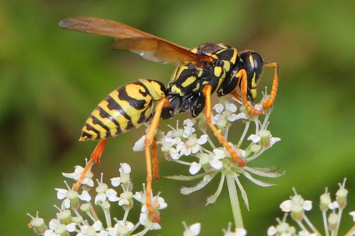 european paper wasp