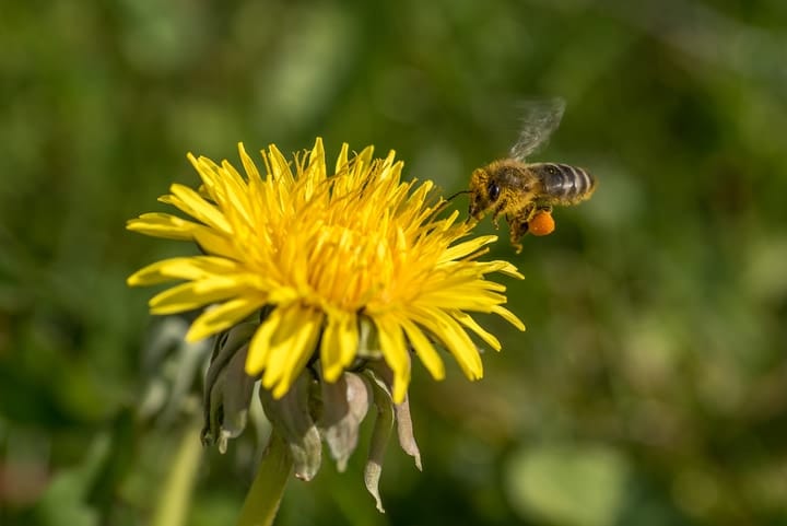 female forager worker bee approaching a daisy