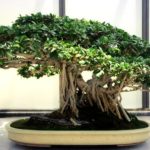 ficus bonsai plant help with anxiety