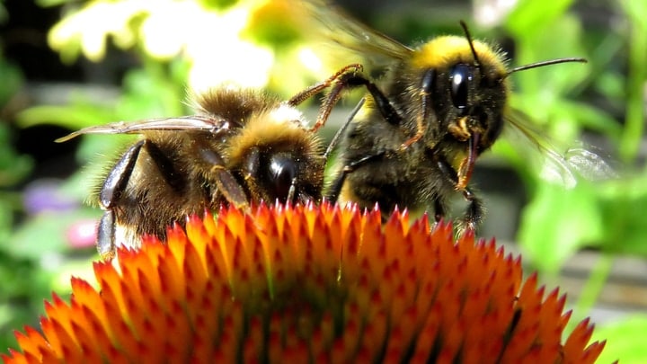 fighting bees