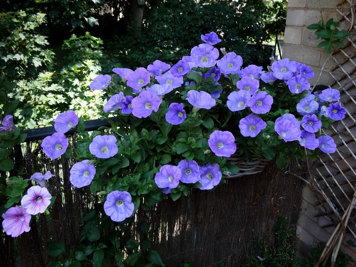 flower balcony garden