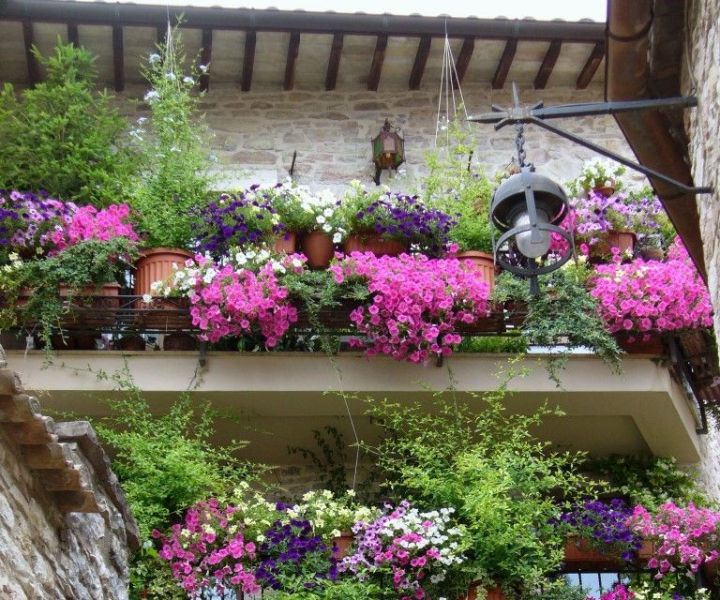 flowers for balcony garden