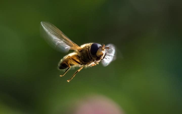 flying bee