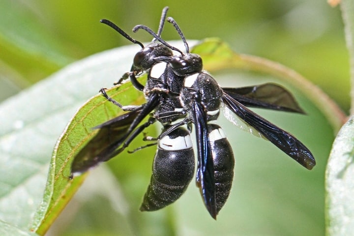 four toothed mason wasp