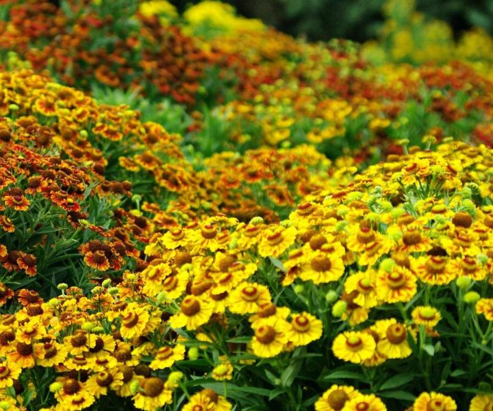 garden bee hive