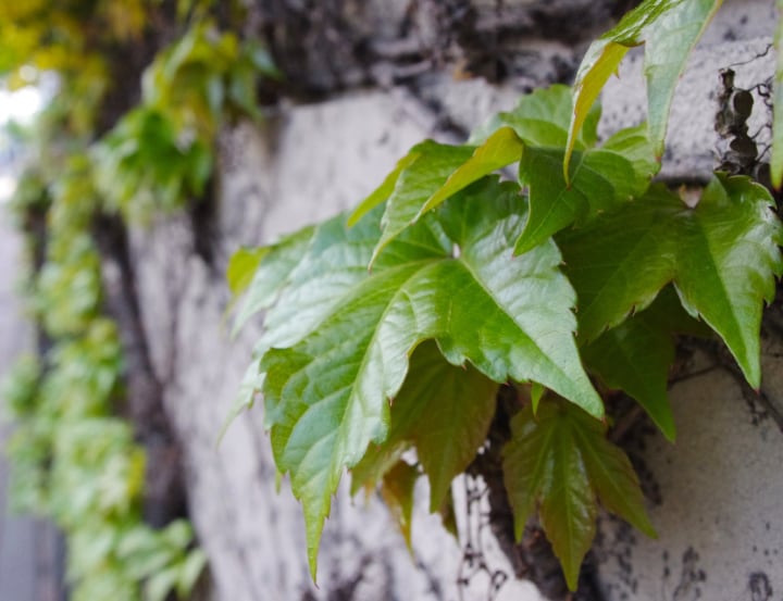 garden fence plant wall