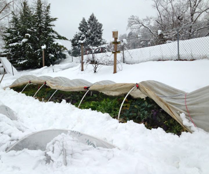 gardening for winter