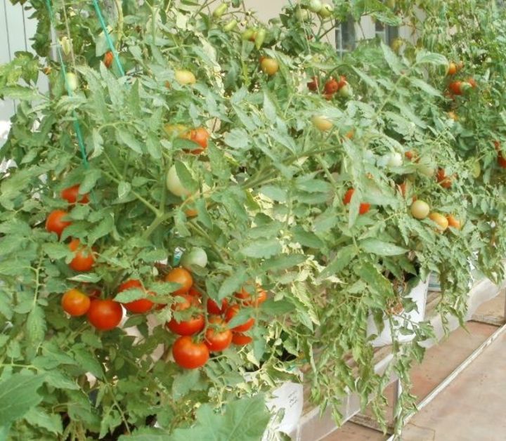 gardening on terrace