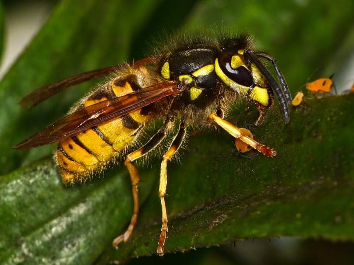 german yellow jacket