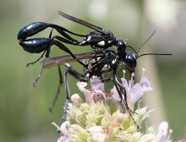 great black wasps mating