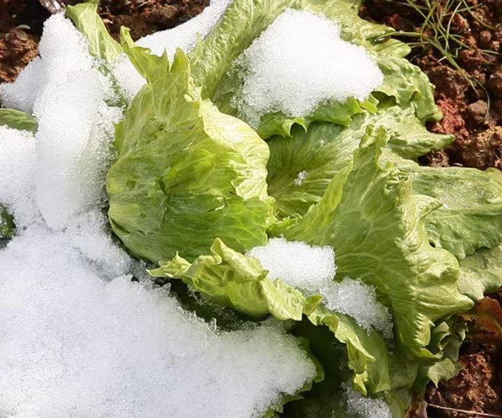 greenhouse for winter gardening