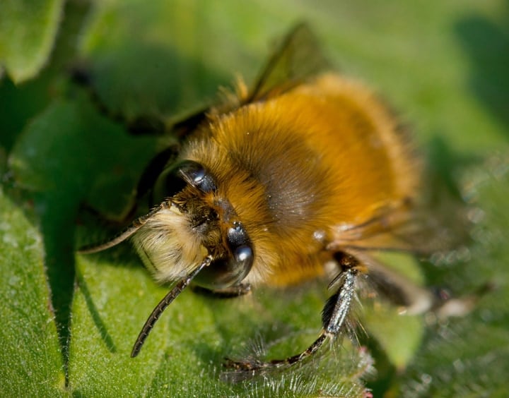 hairy bees are necessary for efficient pollination