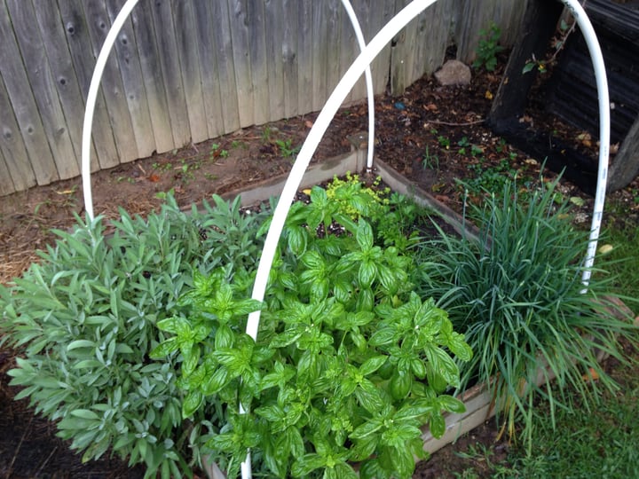 herb garden for making pasta