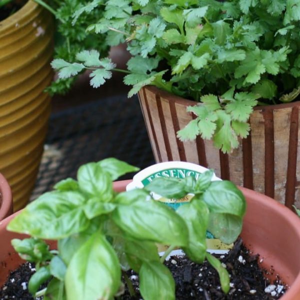 herb garden in pots
