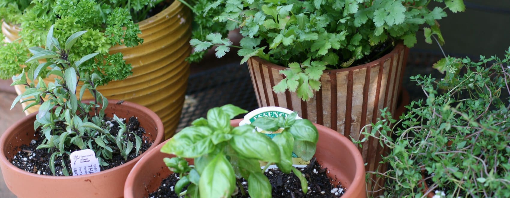 18 Best Herb Garden Ideas & How to Start a Herb Garden