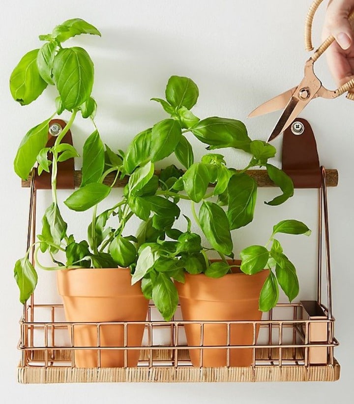 herb gardening for beginners