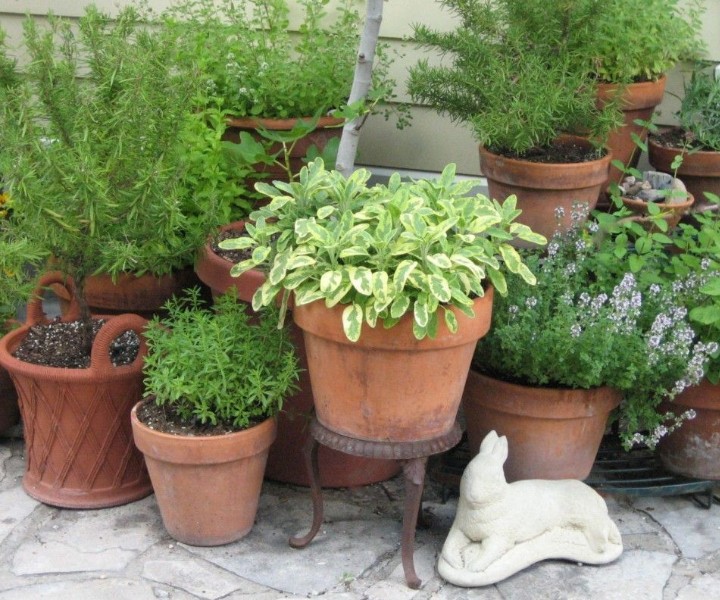 herb gardening in pots