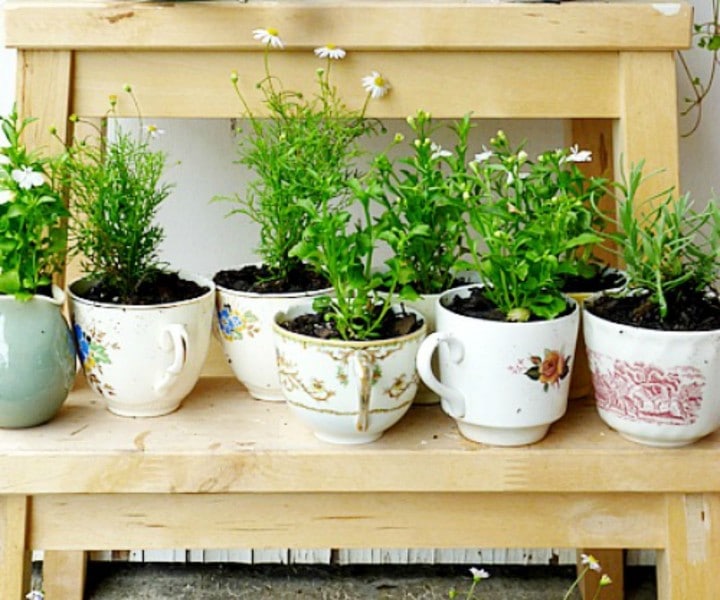 herb gardening kit