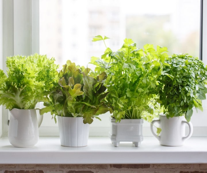 herb gardening pots