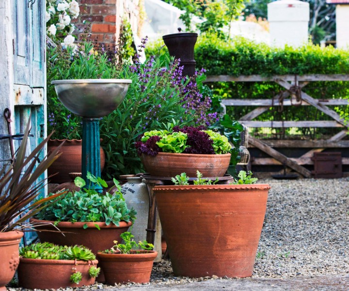 herb growing pot