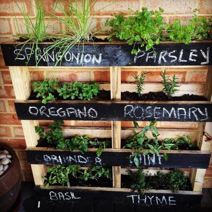 herb plant wall