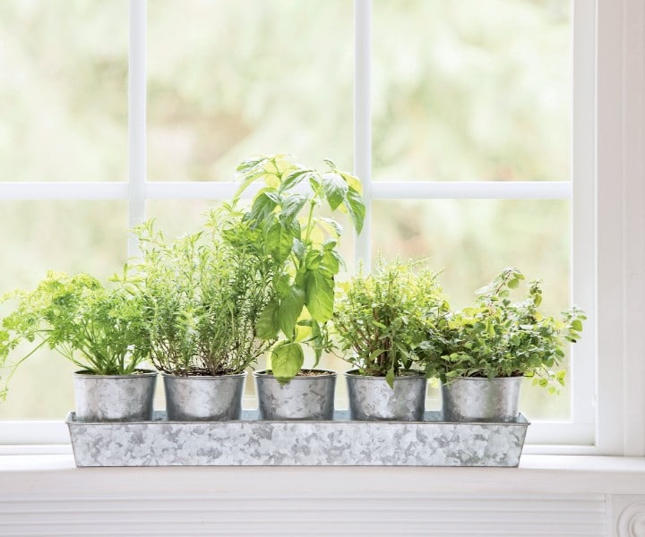 herb pots on tray