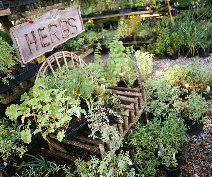 herb pots outdoor