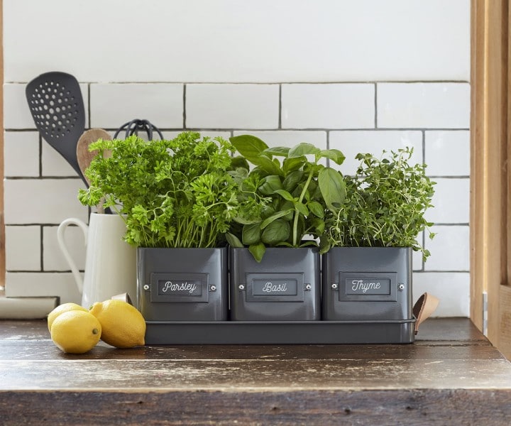 herb pots with tray