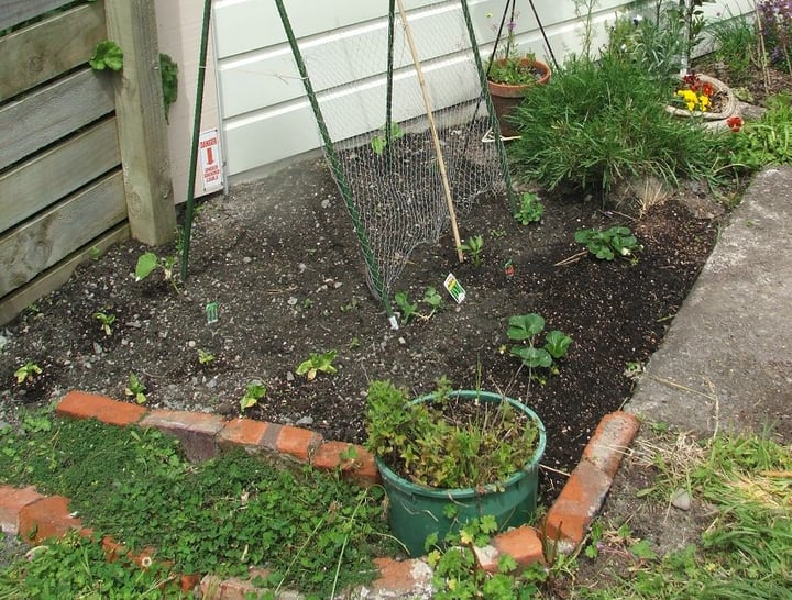 herb seedslings on herb garden