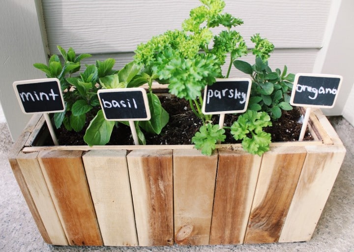 herbs for balcony garden