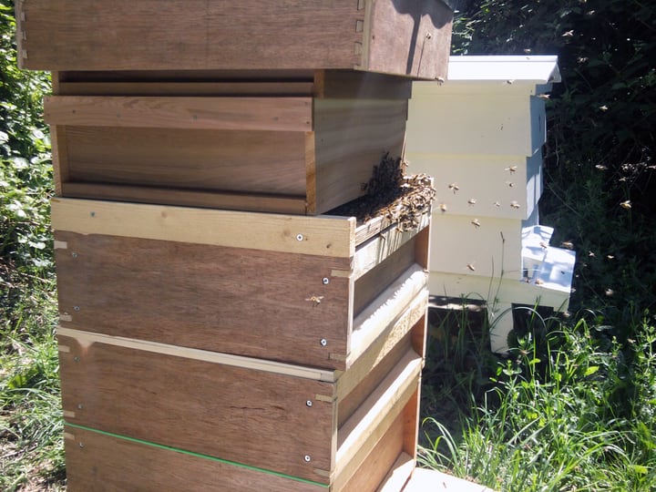 highly active beehive entrance