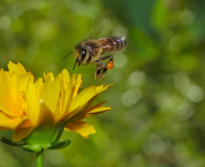 honey bee flying towards a flower