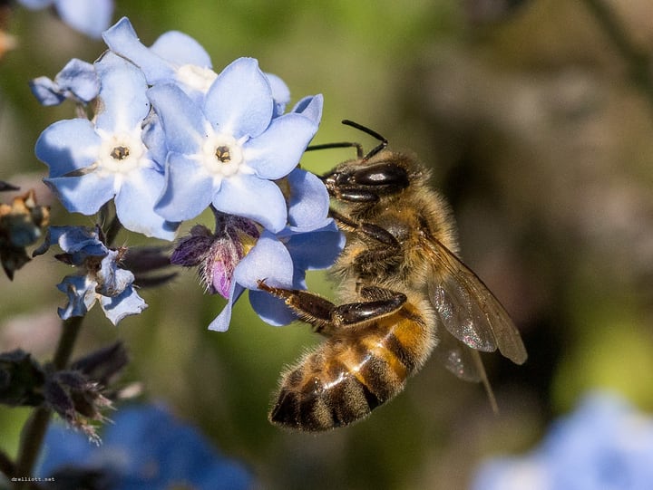 honey bee in the garden