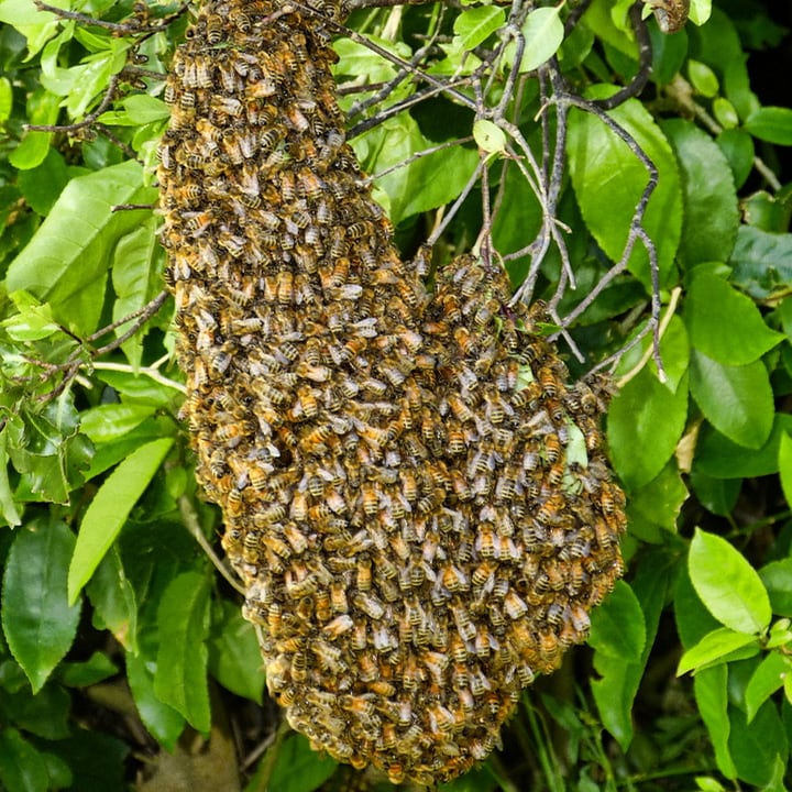 honey bee swarm