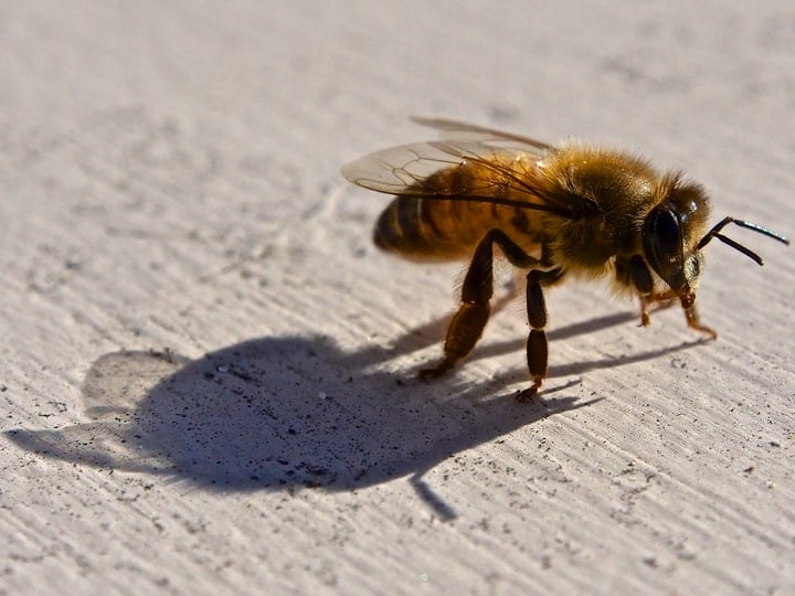 honey bee under the sun