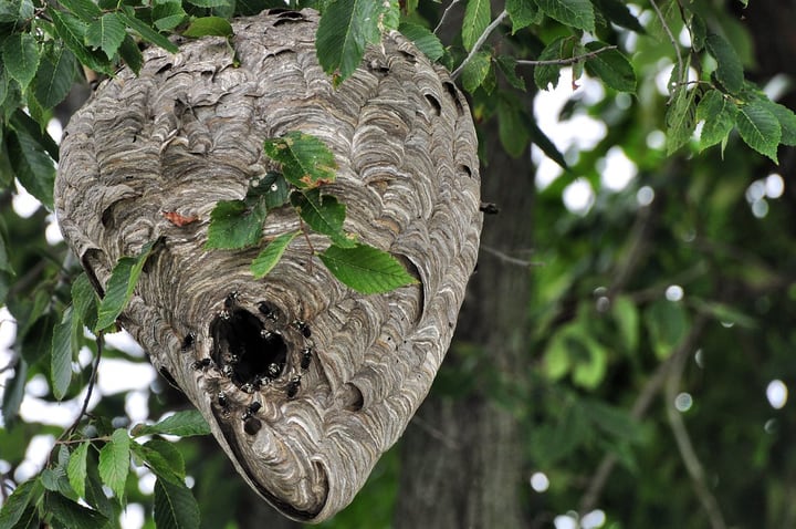 hornet nest