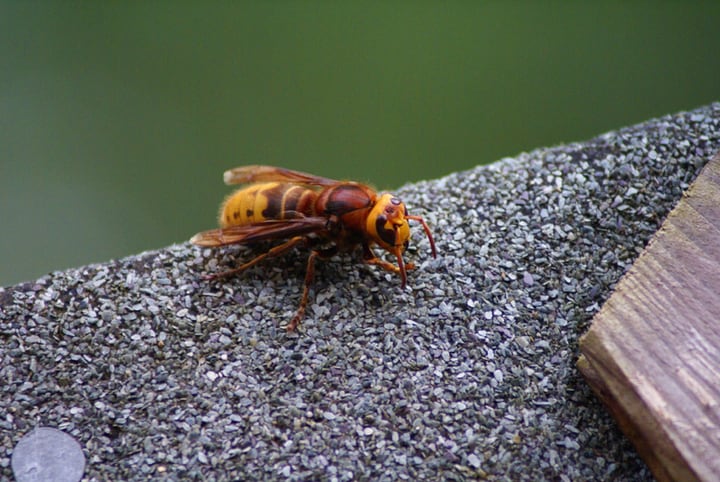 hornet