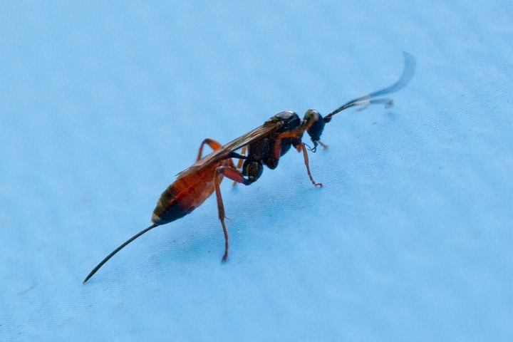 horntail wasp