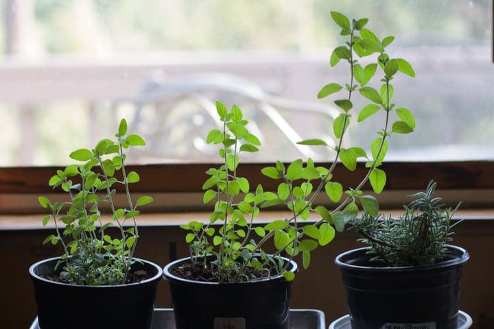 indoor herb garden